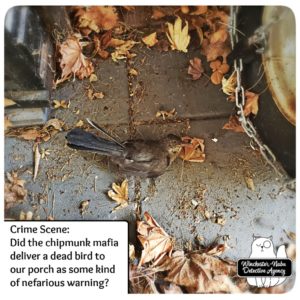 catbird murder