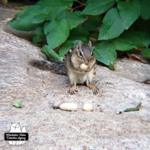 chipmunk on rock