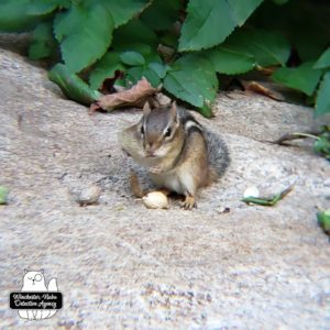 chipmunk on rock