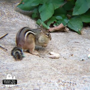 chipmunk on rock