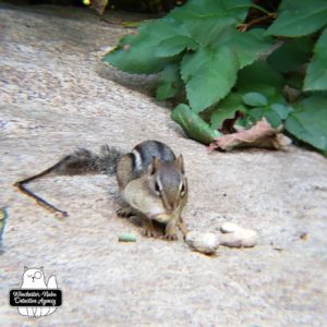 chipmunk on rock