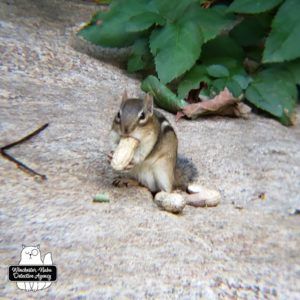 chipmunk on rock