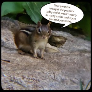 chipmunk on rock