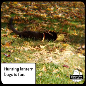 Gus in the fall leaves hunting bugs