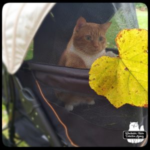 Ollie in his buggy