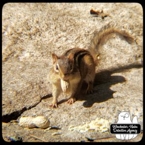 chipmunk on rock