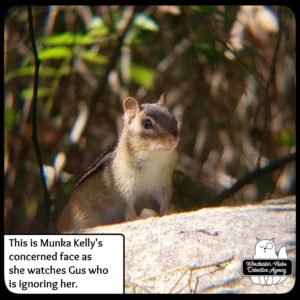 chipmunk on rock