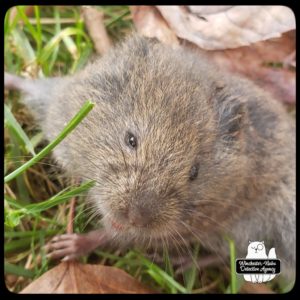 meadow vole