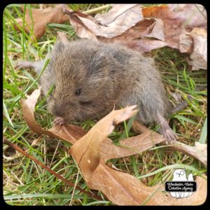 meadow vole