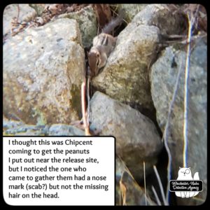 chipmunk in rocks