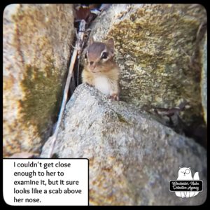 close up of chipmunk