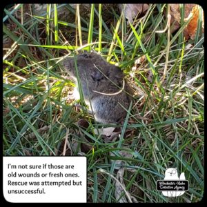 close up of a meadow vole