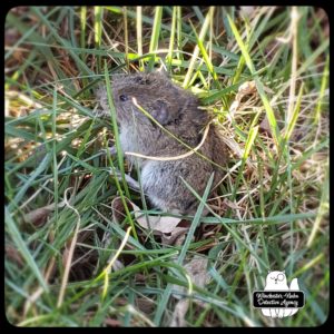 meadow vole