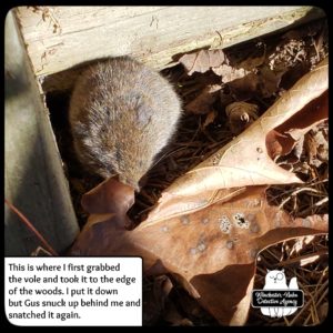 meadow vole