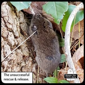 close up of a meadow vole