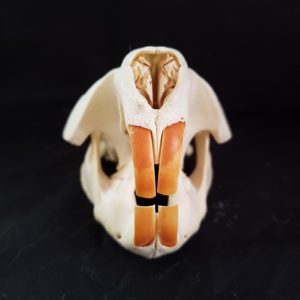 beaver skull