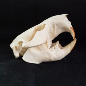 beaver skull