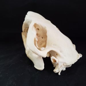 beaver skull