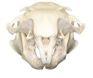 groundhog skull