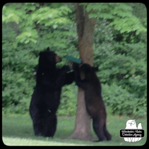 black bear mother and cub