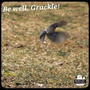 grackle in flight