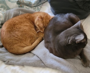 socrates and leon snuggling