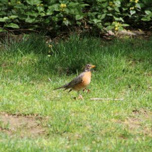 robin on grass