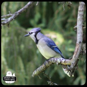 blue jay on branch