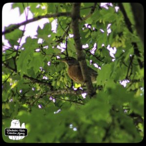 robin in tree