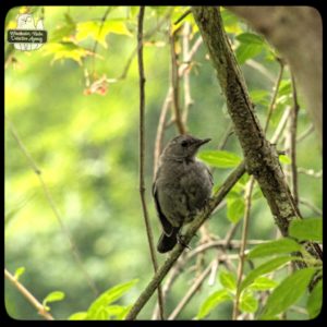 catbird in tree