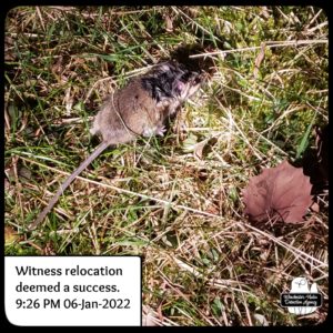 mouse release