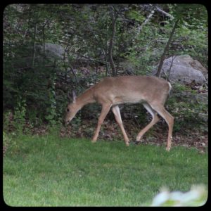 young male buck deer