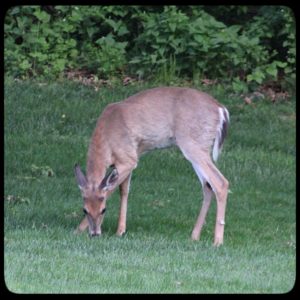 young male buck deer