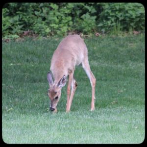 young male buck deer