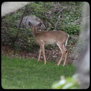 young male buck deer