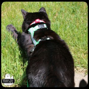 Gus playing with Paula vole in grass