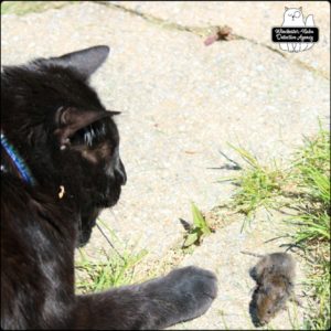 Gus playing with Paula vole on stone path