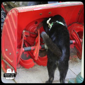 Gus looking for vole in the snowblower