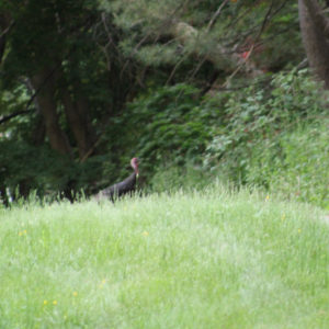 wild turkeys