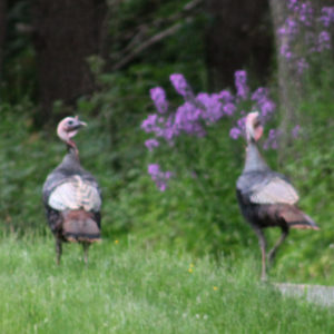 wild turkeys