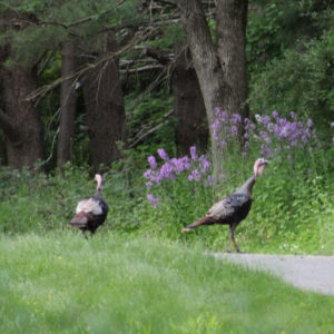 wild turkeys