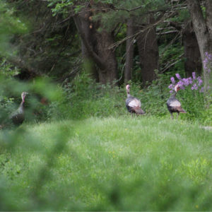 wild turkeys