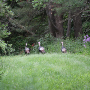 wild turkeys