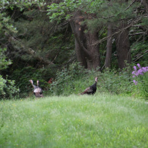 wild turkeys