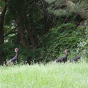 wild turkeys