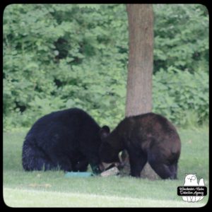 black bear mother and cub