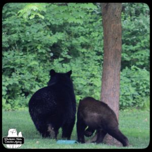 black bear mother and cub