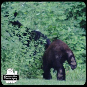 black bear mother and cub