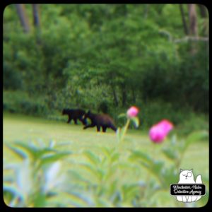 black bear mother and cubs