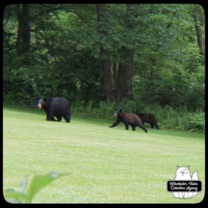 black bear mother and cubs